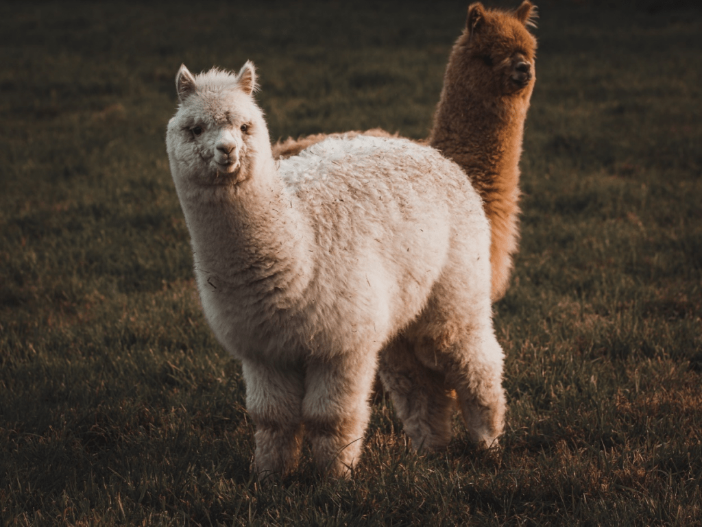 alpacas standing on a grass field